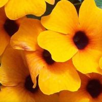 Thunbergia assorted