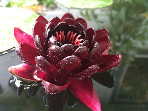 waterlily