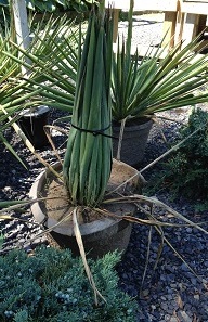 yucca1