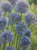 Allium Azureum