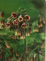 Allium Bulgaricum