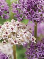 Allium Galaxy Gazing
