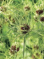 Allium Hair