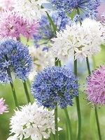 Allium Meadow Breeze Mix