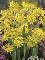Allium Moly Luteum