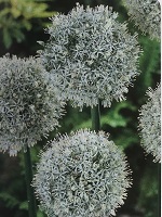 Allium Mount Everest