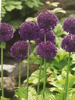 Allium Purple Sensation