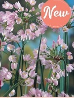 Allium Roseum