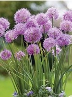 Allium Rosy Dream