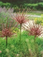 Allium Schubertii