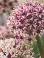 Allium Silver Spring