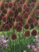 Allium Sphaerocephalon