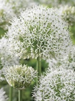 Allium White Giant