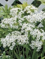 Allium Neapolitanum