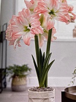Amaryllis Amadeus