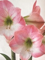 Amaryllis Apple Blossom