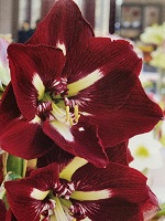 Amaryllis Barbados