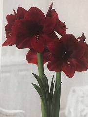 Amaryllis Black Pearl