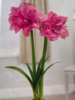 Amaryllis Candy Nymph