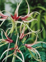 Amaryllis Chico