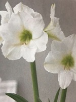 Amaryllis Christmas Gift