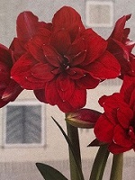 Amaryllis Double Dragon