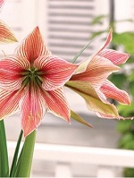 Amaryllis Exotic Star
