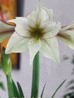 Amaryllis Magic Green