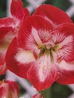 Amaryllis Mambo