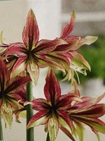 Amaryllis Mystica