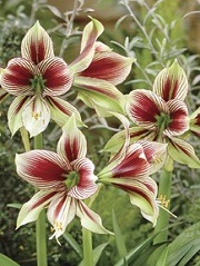 Amaryllis Papillio