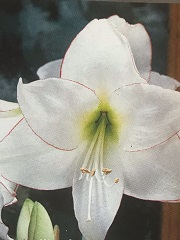 Amaryllis Picotee