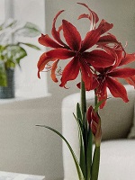 Amaryllis Red Amazone