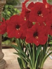 Amaryllis Red Lion