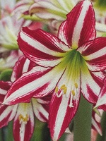 Amaryllis Santiago