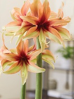 Amaryllis Wild Amazon