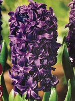 Hyacinth Aida