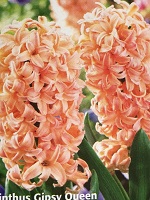 Hyacinth Gipsy Queen