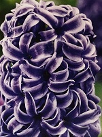 Hyacinth Rembrant