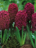 Hyacinth Woodstock