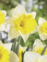 Narcissus Angel's Flute
