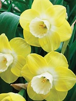 Narcissus Avalon
