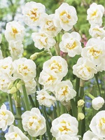 Narcissus Bridal Crown