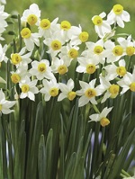 Narcissus Canaliculatis
