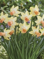 Narcissus Carice