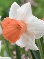 Narcissus Chromacolor