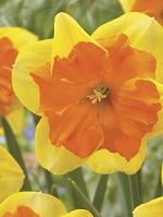 Narcissus Congress