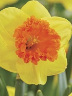 Narcissus Coral Crown