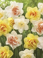 Mixed double daffodild