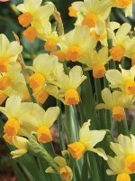 Narcissus Eaton Song